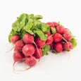 Red Radish