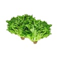 Green Curly Lettuce