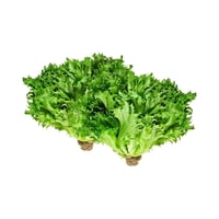 Laitue frisée verte
