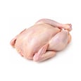 Dinde A 5 à 7 kg