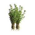 Thyme 2 un