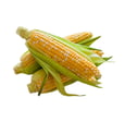 Bicolor Corn