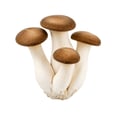 Champignons pleurotes royaux