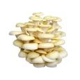 Champignons pleurotes jaunes