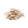 Champignons pleurotes gris