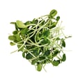 Sunflower Microgreens