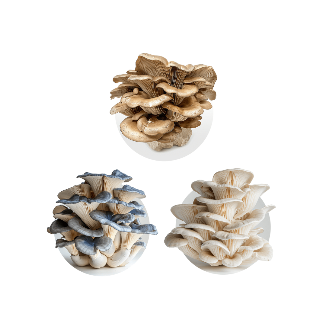 Oyster Mushroom Blend