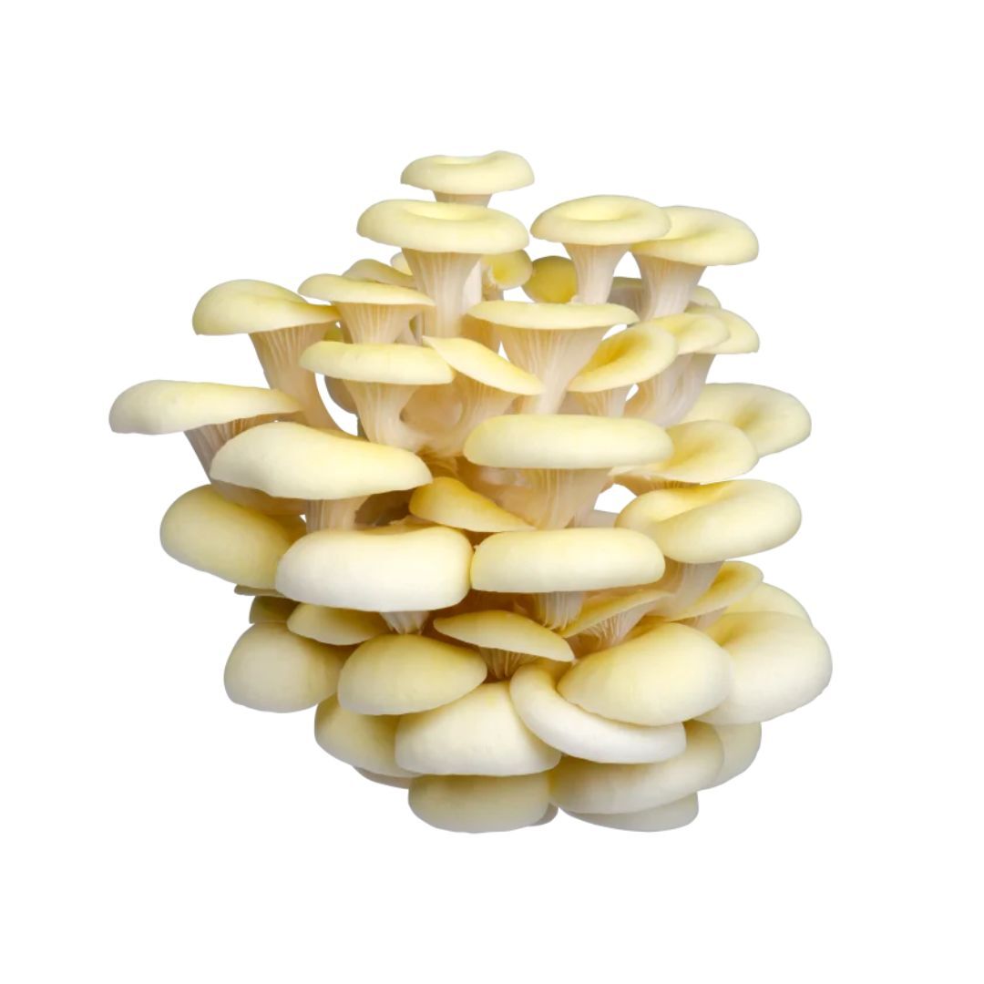 Yellow Oyster Mushrooms
