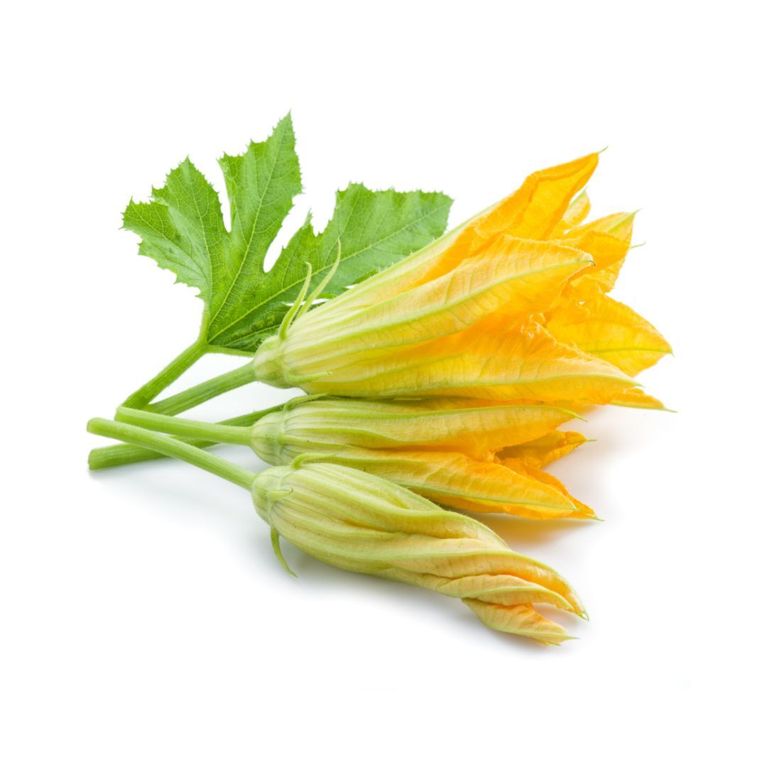 Fleur de zucchini