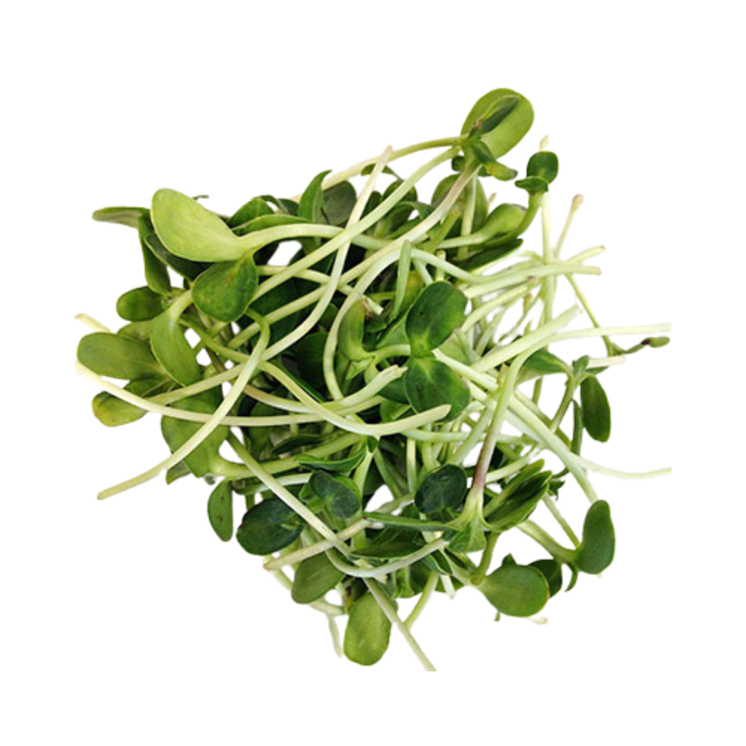 Sunflower Microgreens