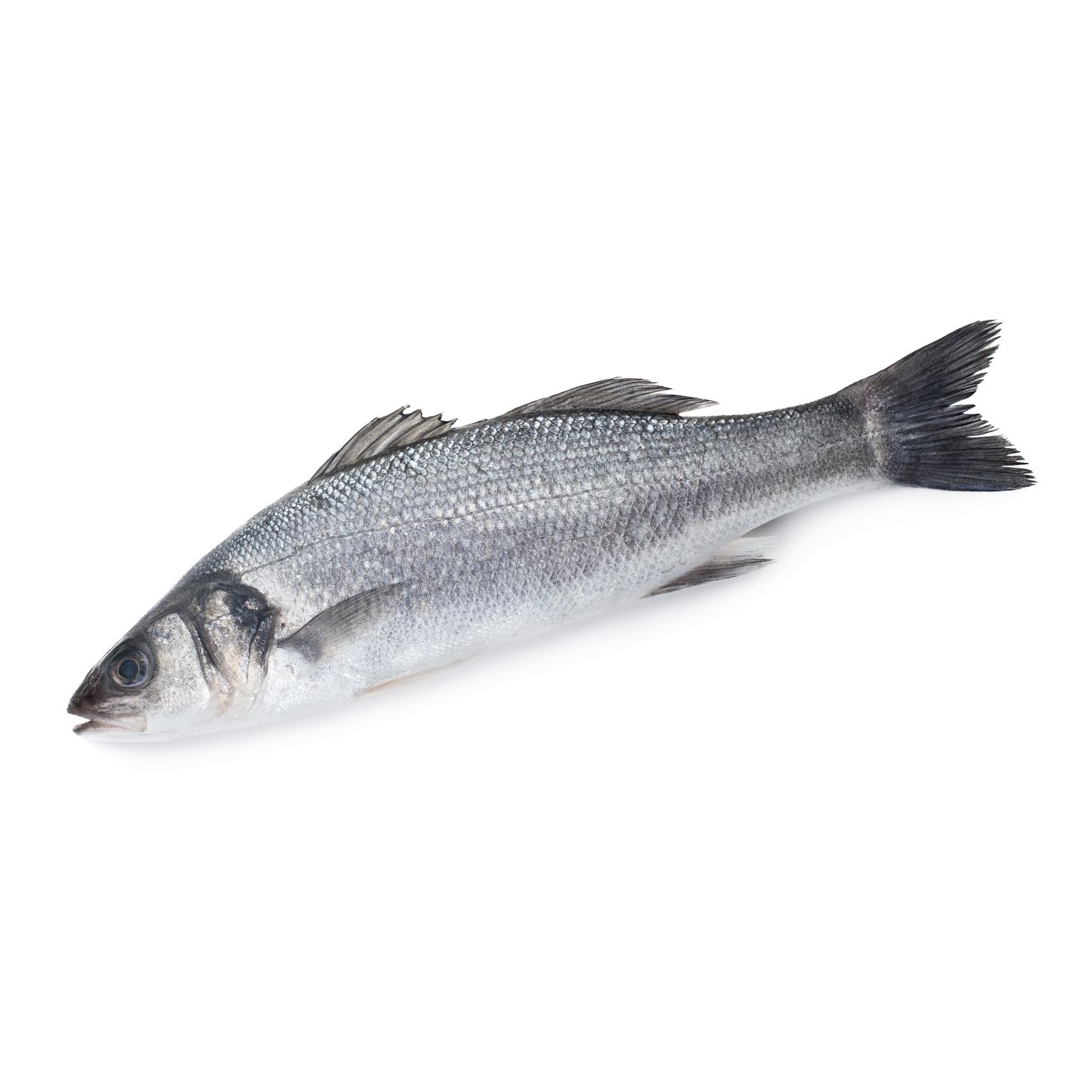 European Bass Whole FZ